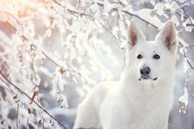 动物 宠物 狗 猫