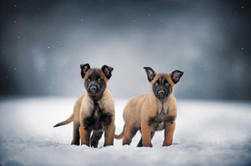 动物 宠物 狗 猫