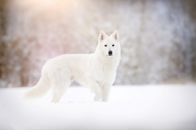 动物 宠物 狗 猫