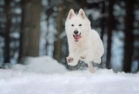 动物 宠物 狗 猫