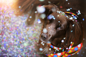 动物 宠物 狗 猫