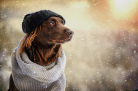 动物 宠物 狗 猫