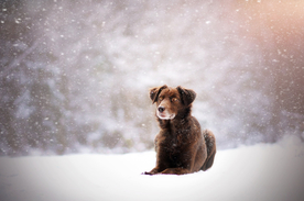动物 宠物 狗 猫