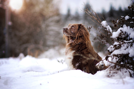 动物 宠物 狗 猫
