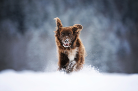 动物 宠物 狗 猫
