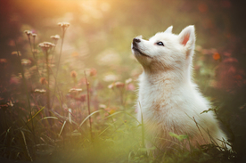 动物 宠物 狗 猫