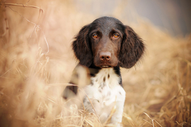 动物 宠物 狗 猫