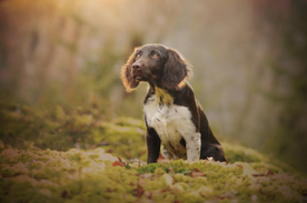 动物 宠物 狗 猫
