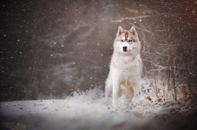 动物 宠物 狗 猫