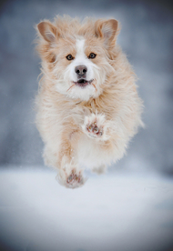动物 宠物 狗 猫