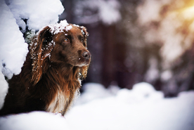 动物 宠物 狗 猫