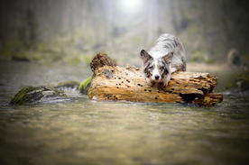 动物 宠物 狗 猫
