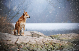 动物 宠物 狗 猫