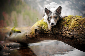 动物 宠物 狗 猫