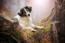 动物 宠物 狗 猫