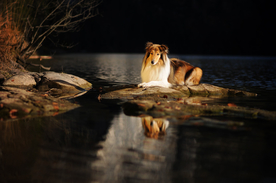 动物 宠物 狗 猫