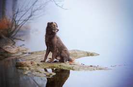 动物 宠物 狗 猫
