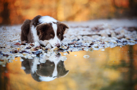 动物 宠物 狗 猫