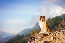 动物 宠物 狗 猫