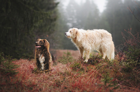 动物 宠物 狗 猫