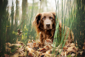动物 宠物 狗 猫