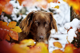动物 宠物 狗 猫