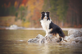 动物 宠物 狗 猫