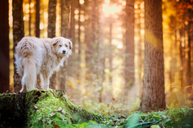 动物 宠物 狗 猫