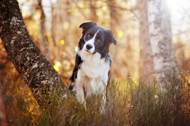 动物 宠物 狗 猫