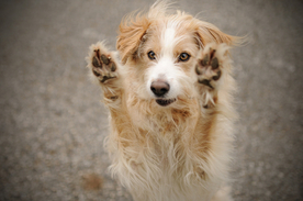 动物 宠物 狗 猫
