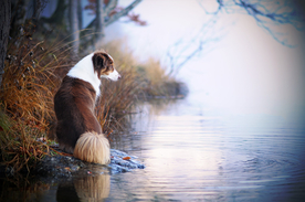 动物 宠物 狗 猫