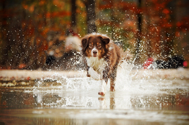 动物 宠物 狗 猫