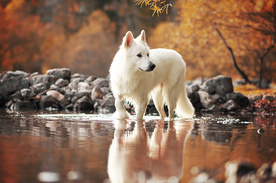 动物 宠物 狗 猫