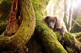 动物 宠物 狗 猫