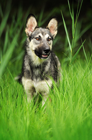 动物 宠物 狗 猫