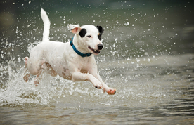 动物 宠物 狗 猫