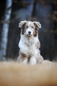 动物 宠物 狗 猫