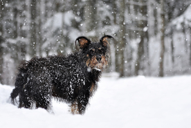 动物 宠物 狗 猫