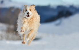 动物 宠物 狗 猫