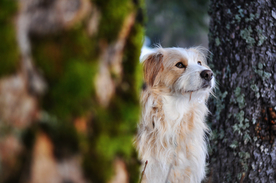 动物 宠物 狗 猫