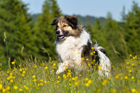 动物 宠物 狗 猫