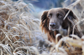动物 宠物 狗 猫