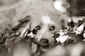 动物 宠物 狗 猫