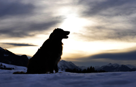 动物 宠物 狗 猫