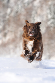 动物 宠物 狗 猫