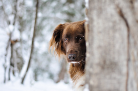 动物 宠物 狗 猫