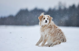 动物 宠物 狗 猫