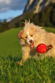 动物 宠物 狗 猫
