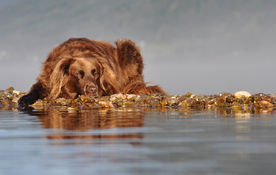 动物 宠物 狗 猫