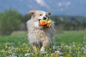 动物 宠物 狗 猫